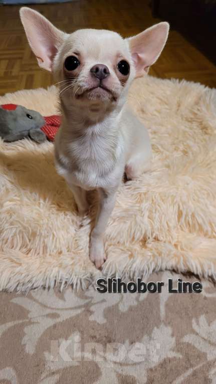 Собаки в Москве: Чихуа белая девочка Девочка, Бесплатно - фото 5