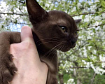 Кошки в Курске: Котята Европейской бурмы Мальчик, 55 000 руб. - фото 2