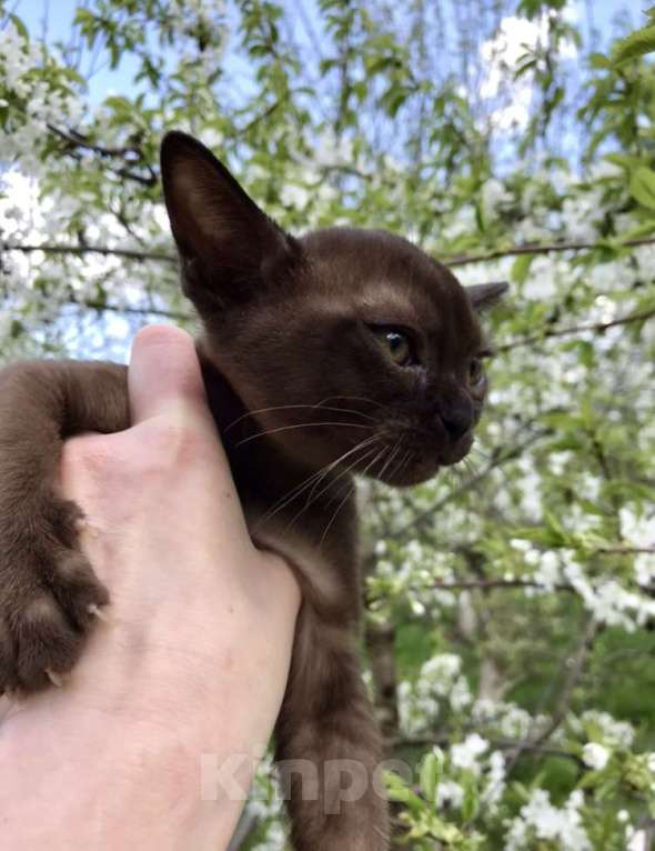 Кошки в Курске: Котята Европейской бурмы Мальчик, 55 000 руб. - фото 2