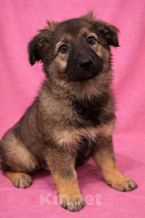 Собаки в Москве: Щенок девочка Шери в поисках дома Девочка, Бесплатно - фото 7