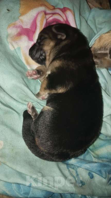 Собаки в Москве: Активистка Девочка, 1 000 руб. - фото 5