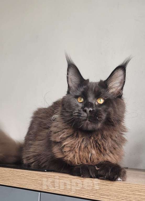 Кошки в Москве: Котенок мейн-кун  Мальчик, 45 000 руб. - фото 8