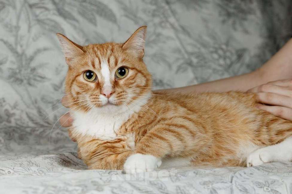 Кошки в Москве: Солнечная кошечка Шани ищет дом Девочка, 1 руб. - фото 6