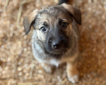 Собаки в Королеве: Щенки метисы овчарки Девочка, Бесплатно - фото 9