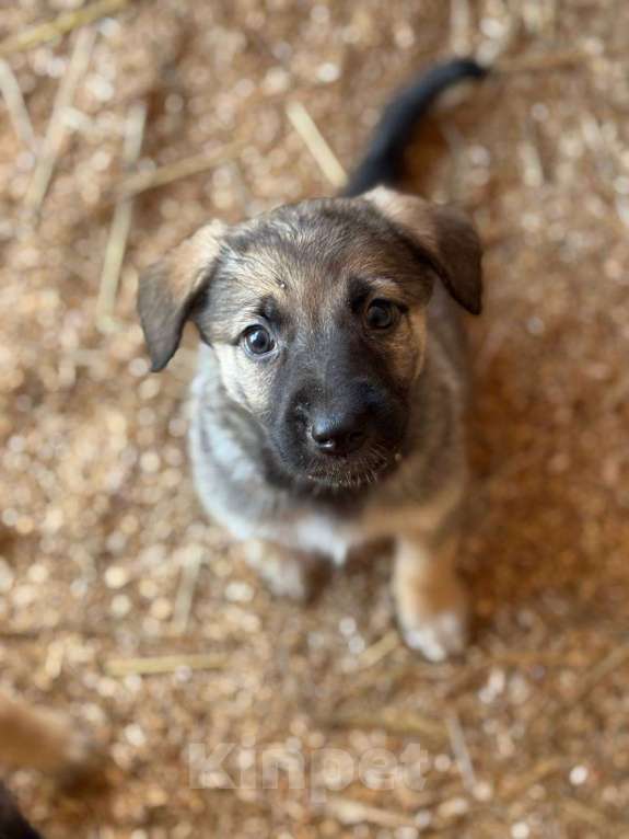 Собаки в Королеве: Щенки метисы овчарки Девочка, Бесплатно - фото 9
