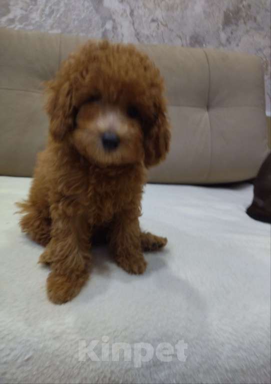 Собаки в Ковровом: Девочка той пудель Девочка, 80 000 руб. - фото 6