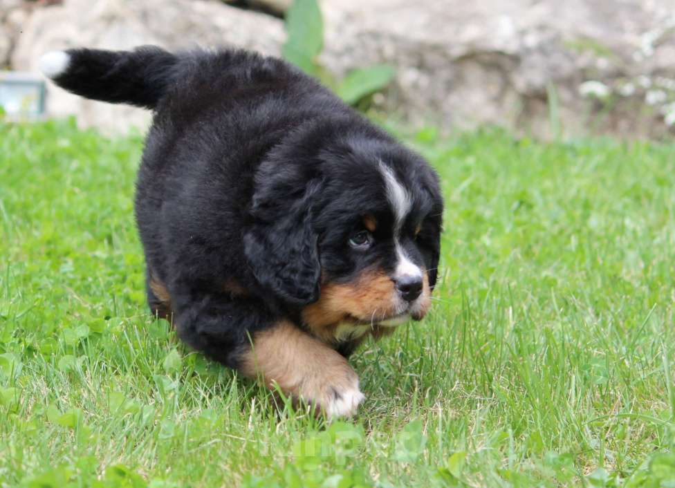Собаки в Москве: Щенок Бернского Зенненхунда Девочка, Бесплатно - фото 4
