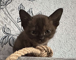 Кошки в Оренбурге: Бурманские котята Девочка, 35 000 руб. - фото 2