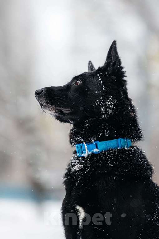 Собаки в Москве: Очень красивый и умный Арчи ищет дом Мальчик, Бесплатно - фото 9