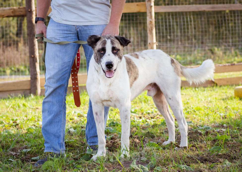 Собаки в Москве: Супер-ласковый парень в добрые руки! Мальчик, Бесплатно - фото 7