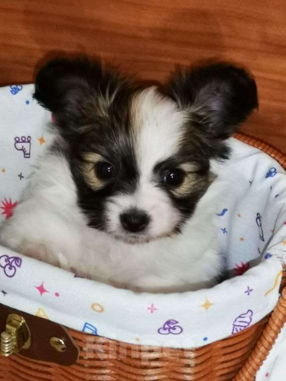 Собаки в Москве: Щенок папийона (папильона) девочка Девочка, 100 000 руб. - фото 1