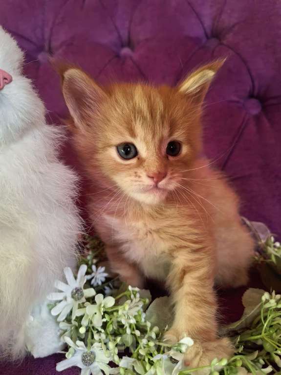 Кошки в Москве: Котята мэйнкунята Мальчик, 40 000 руб. - фото 4