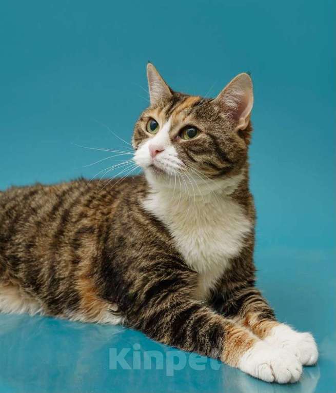 Кошки в Москве: Осиротевшая кошка Маша Девочка, Бесплатно - фото 2