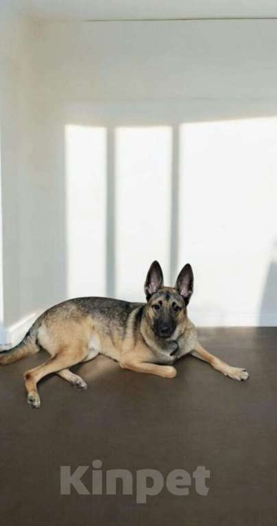 Собаки в Липецке: Амур в хорошие руки  Мальчик, Бесплатно - фото 1