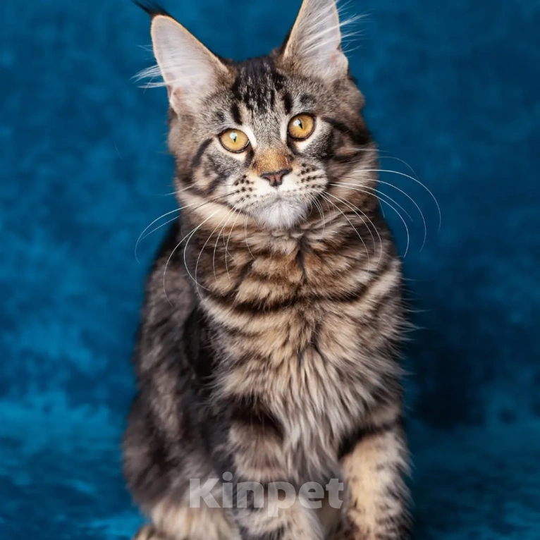 Кошки в Воронеже: Brungilda Bokk Happiness  Девочка, Бесплатно - фото 2