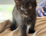 Кошки в Сочи: Котята крысоловы Девочка, 1 руб. - фото 8