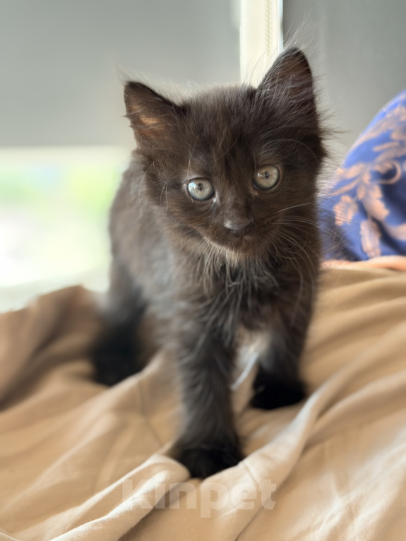 Кошки в Сочи: Котята крысоловы Девочка, 1 руб. - фото 8
