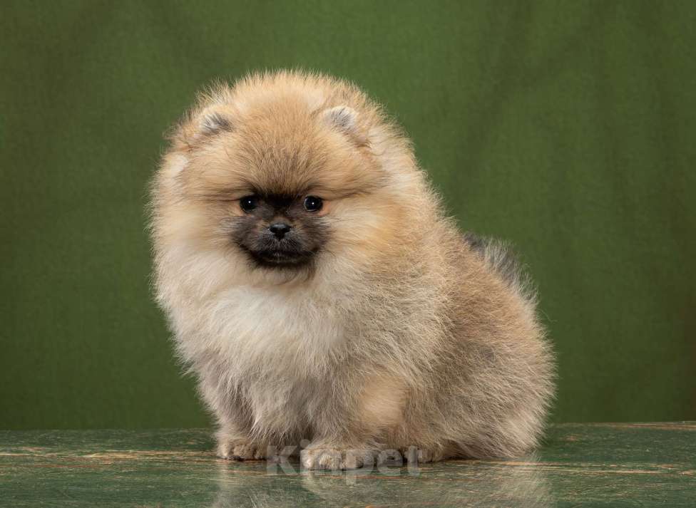 Собаки в Новосибирске: Померанский шпиц Девочка, 70 000 руб. - фото 2