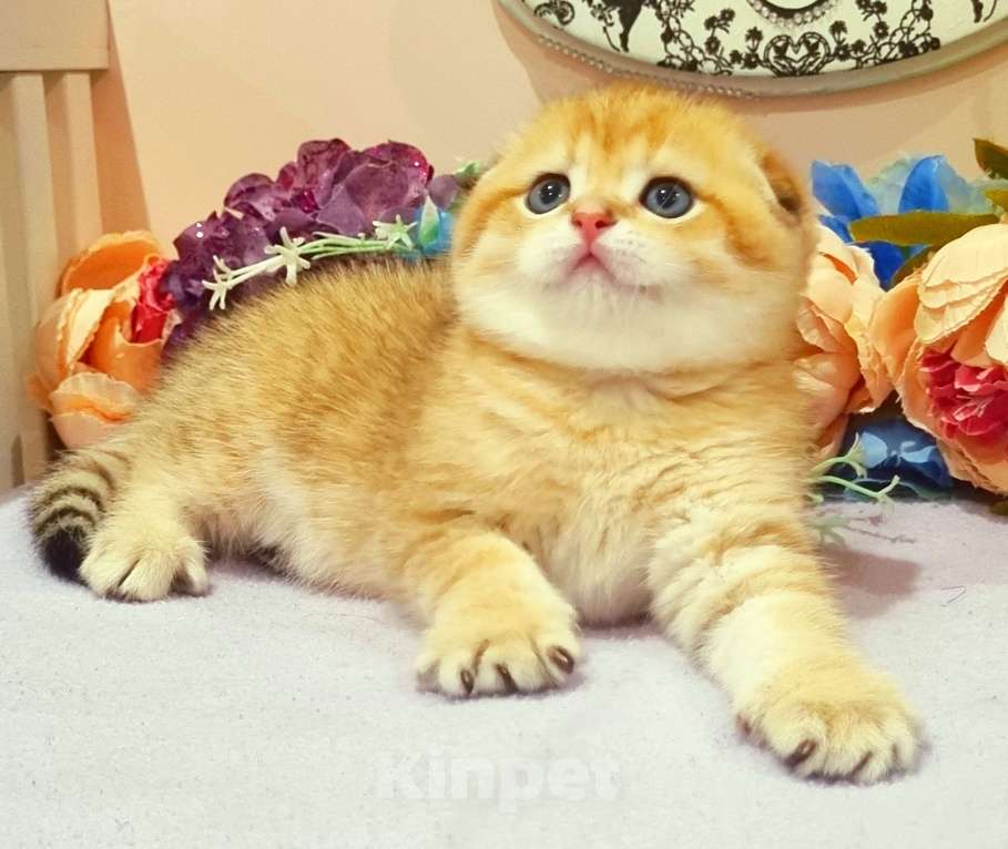 Кошки в Москве: Зоолотой котик. С документами  Мальчик, 30 000 руб. - фото 8