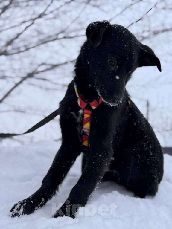 Собаки в Уфе: Щенок Мальчик, 300 руб. - фото 7