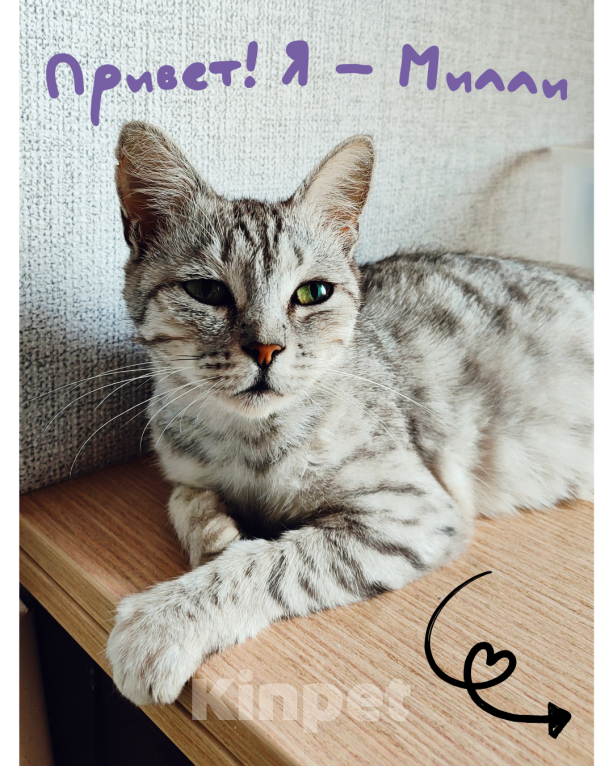 Кошки в Самаре: Милли ищет дом 🤍 Девочка, Бесплатно - фото 1