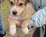 Собаки в Омске: Ищут дом замечательные щенки🐶 Мальчик, Бесплатно - фото 3