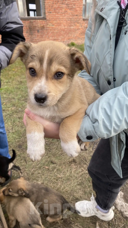 Собаки в Омске: Ищут дом замечательные щенки🐶 Мальчик, Бесплатно - фото 3