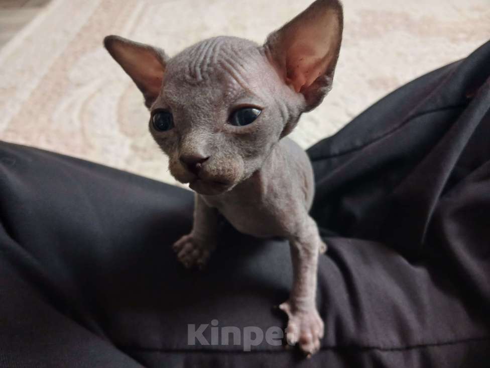 Кошки в других городах Астраханской области: Продаю котят Мальчик, 5 000 руб. - фото 1