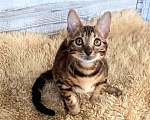 Кошки в Москве: Бенгальская кошечка  Девочка, 35 000 руб. - фото 3