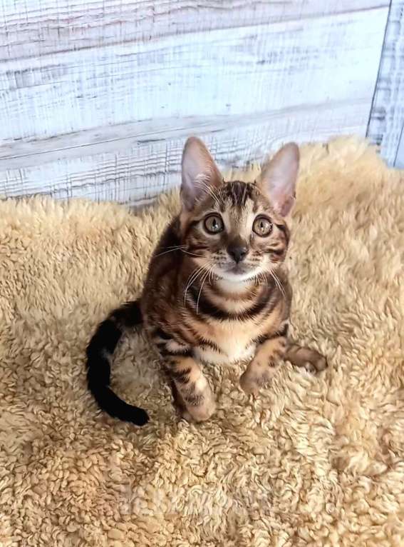 Кошки в Москве: Бенгальская кошечка  Девочка, 35 000 руб. - фото 3