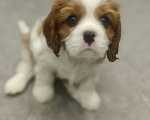 Собаки в Санкт-Петербурге: Кавалер Кинг Чарльз спаниель Мальчик, Бесплатно - фото 1