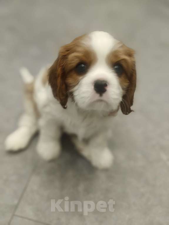 Собаки в Санкт-Петербурге: Кавалер Кинг Чарльз спаниель Мальчик, Бесплатно - фото 1