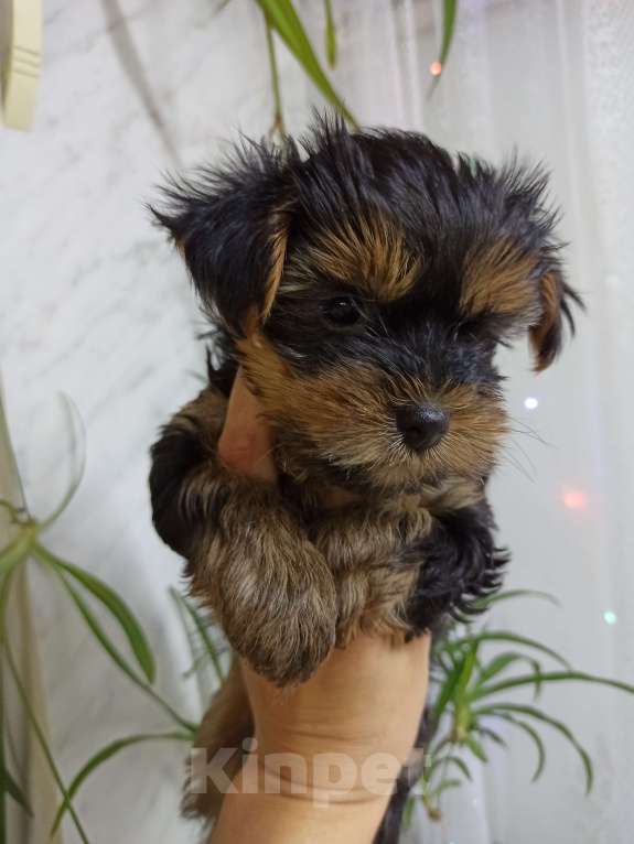 Собаки в Перми: Йорк, мальчик Мальчик, 22 000 руб. - фото 1