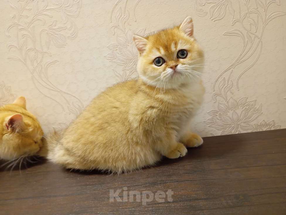 Кошки в Москве: Шотландский котик страйт Мальчик, 150 000 руб. - фото 10