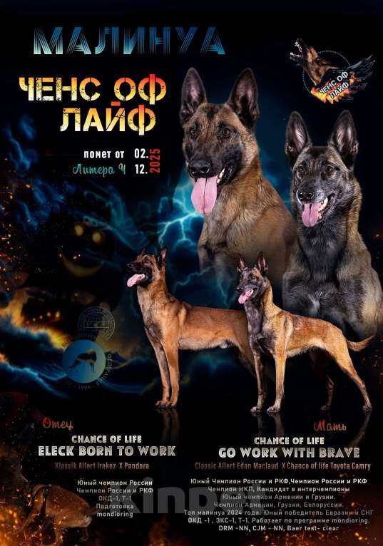 Собаки в других городах Московской области: Шикарные щенки малинуа от родителей чемпионов  Мальчик, 70 000 руб. - фото 6