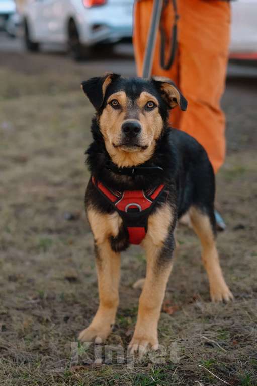 Собаки в Санкт-Петербурге: Гарри из приюта в добрые руки Мальчик, Бесплатно - фото 10