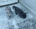 Кошки в Воронеже: Продаю чистокровных шотландских котят Мальчик, 3 000 руб. - фото 1