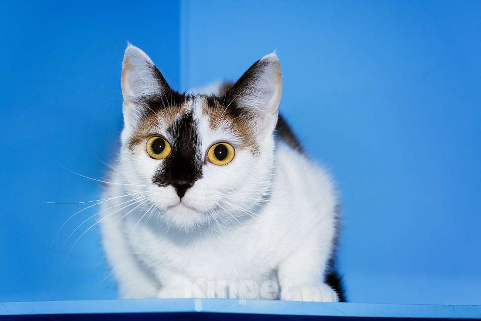 Кошки в Москве: Тикки пора домой Девочка, Бесплатно - фото 4