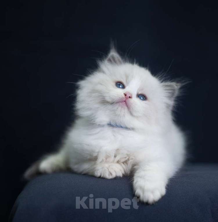 Кошки в Санкт-Петербурге: рэгдолл котята Мальчик, 90 000 руб. - фото 2