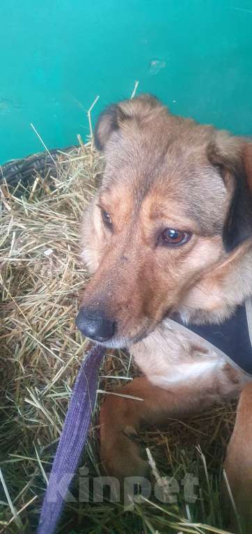 Собаки в Москве: Сандра Девочка, Бесплатно - фото 1