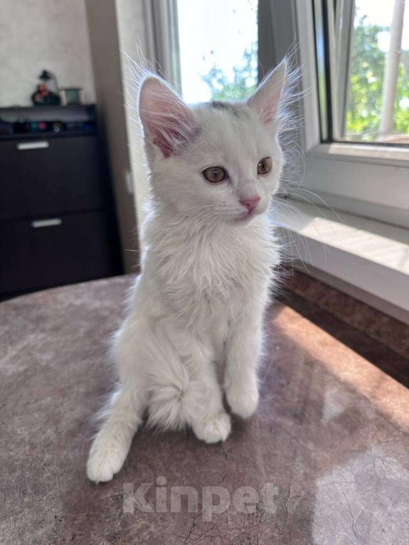 Кошки в Ставрополе: Кошечка малышка котенок 2,5 месяца кошка белая Девочка, Бесплатно - фото 3