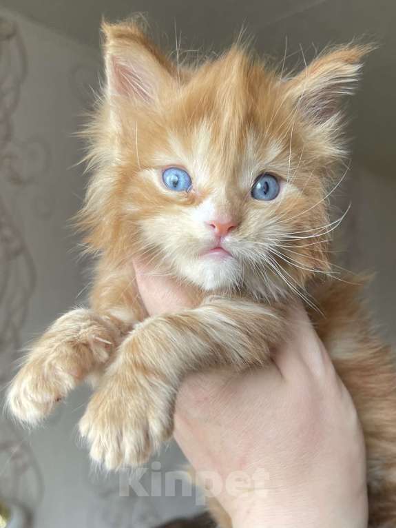 Кошки в Москве: Синеглазое чудо мейн-кунёнок Мальчик, Бесплатно - фото 3