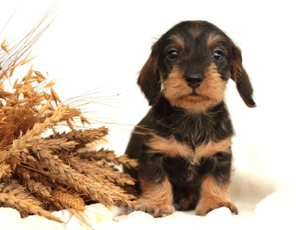 Собаки в Санкт-Петербурге: Потрясающие таксята. Питомник РКФ Мальчик, 45 000 руб. - фото 8