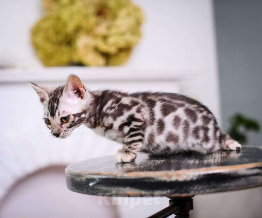 Кошки в Москве: бенгальский котенок супер-контраст Мальчик, 50 000 руб. - фото 4