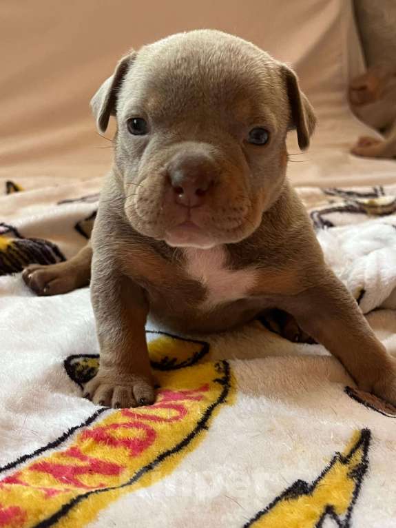 Собаки в Барнауле: девочка булли Девочка, Бесплатно - фото 2