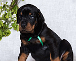 Собаки в Зеленограде: Кобель зеленая лента  Мальчик, 100 000 руб. - фото 6