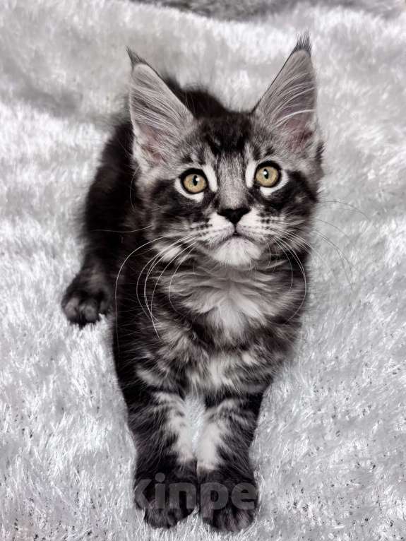 Кошки в Петергофе: Девочка красотка Девочка, 45 000 руб. - фото 5