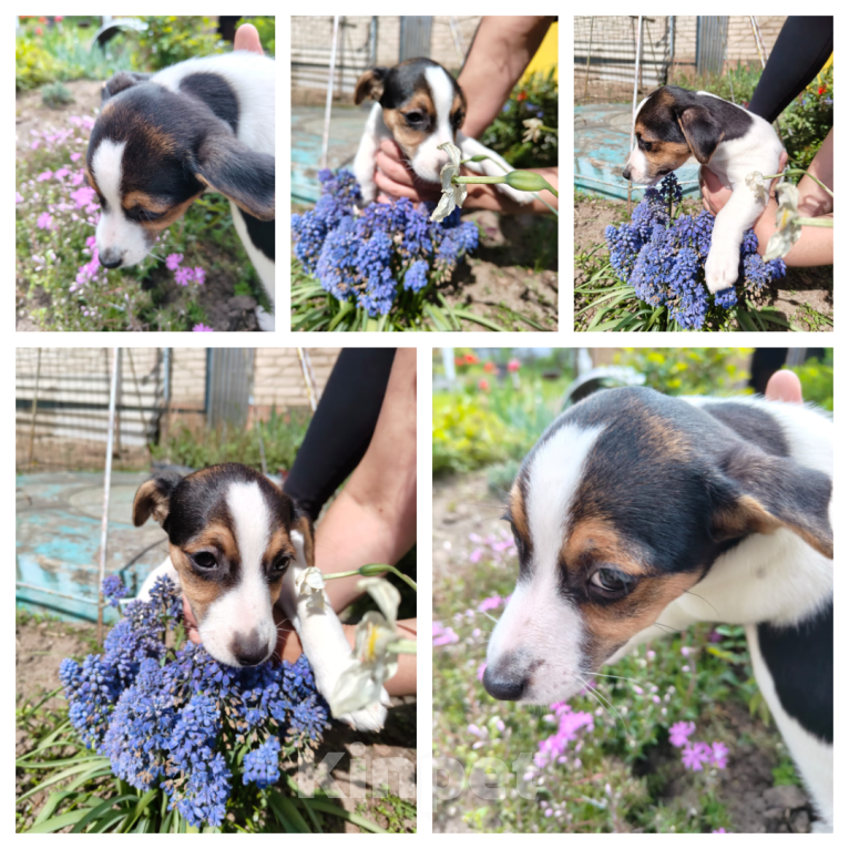 Собаки в Раменском: Ласковая девочка Девочка, 25 000 руб. - фото 2