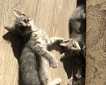 Кошки в Воронеже: Котята в ответственные и добрые руки  Мальчик, Бесплатно - фото 7