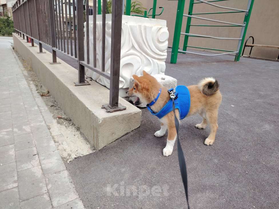 Собаки в Севастополе: Щенок  Сиба  зовут Акибо от Чемпионов Мальчик, Бесплатно - фото 6